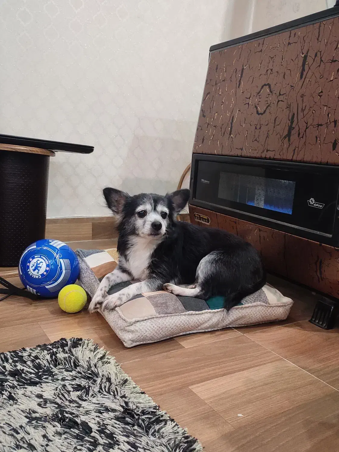 سگ پامر پیدا شده برای واگذاری|سگ|بندر انزلی, کلیور|دیوار