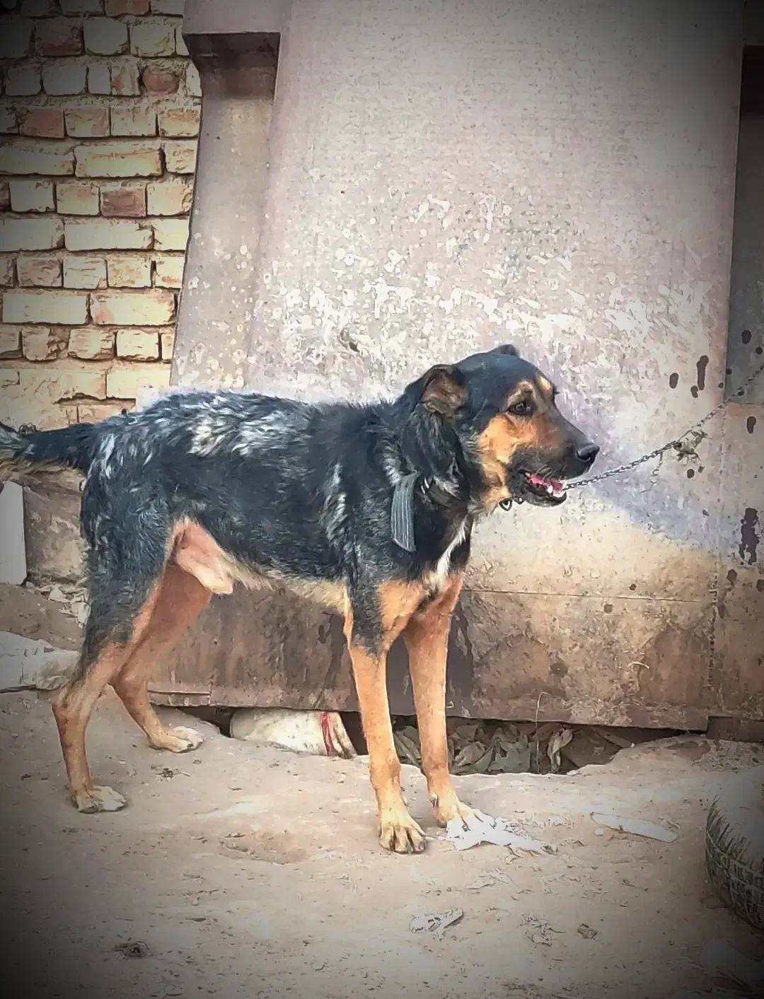 واگذاری سگ نگهبان|سگ|آران و بیدگل, |دیوار