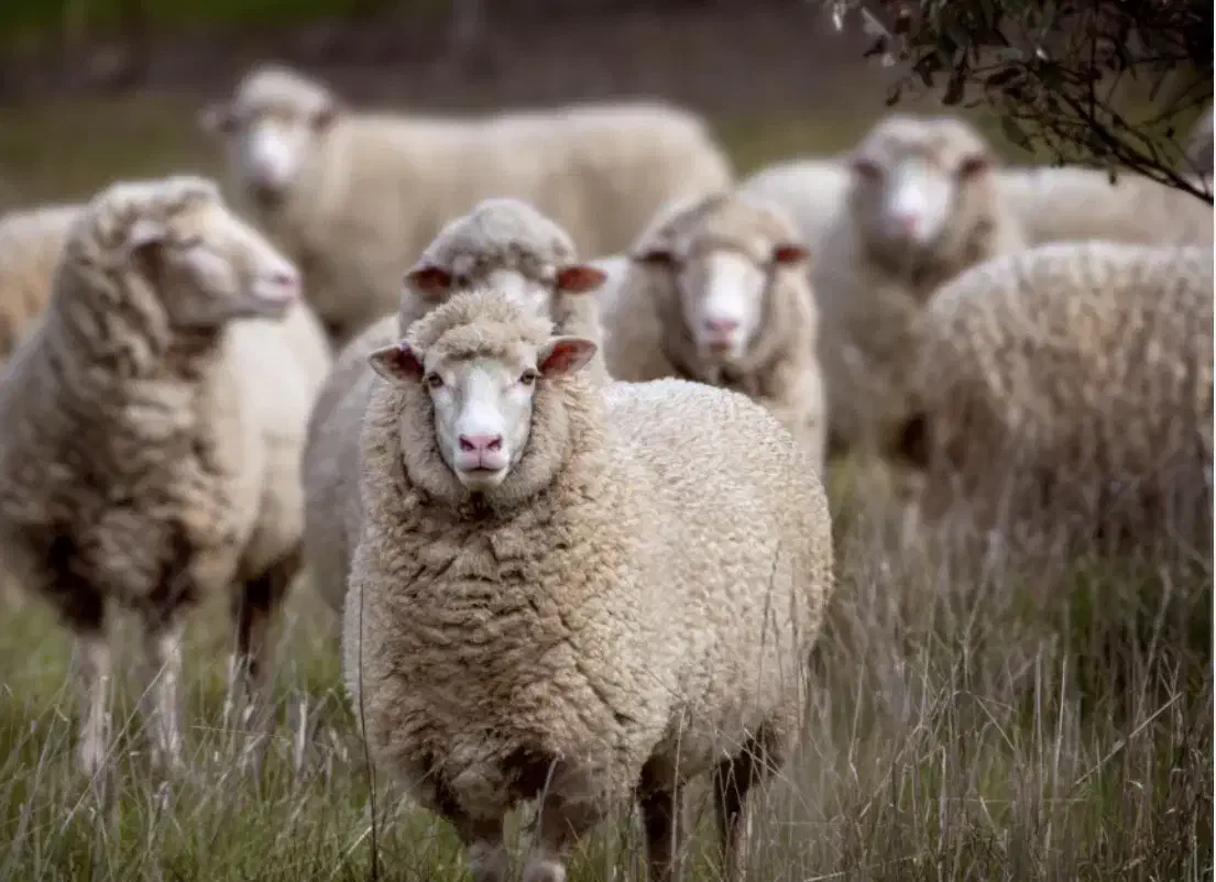 گوسفند فروشی|حیوانات مزرعه|رشت, پیرکلاچای|دیوار