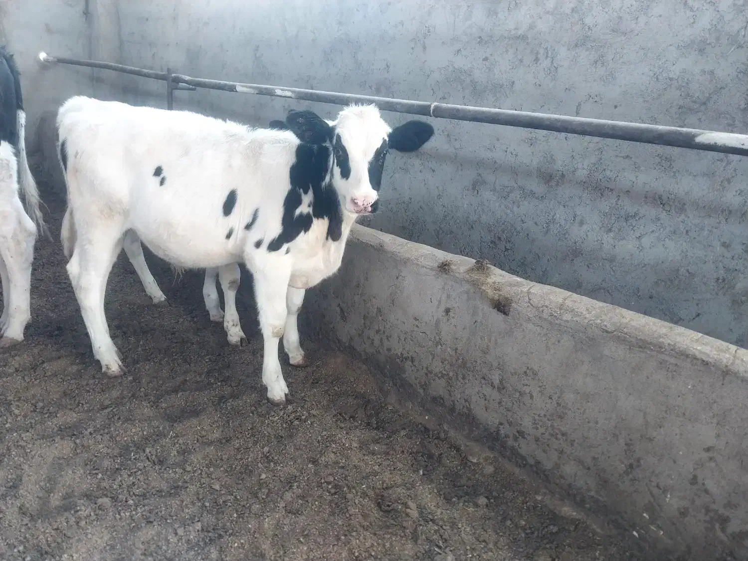 گوساله نرفرمولی|حیوانات مزرعه|سیرجان, |دیوار