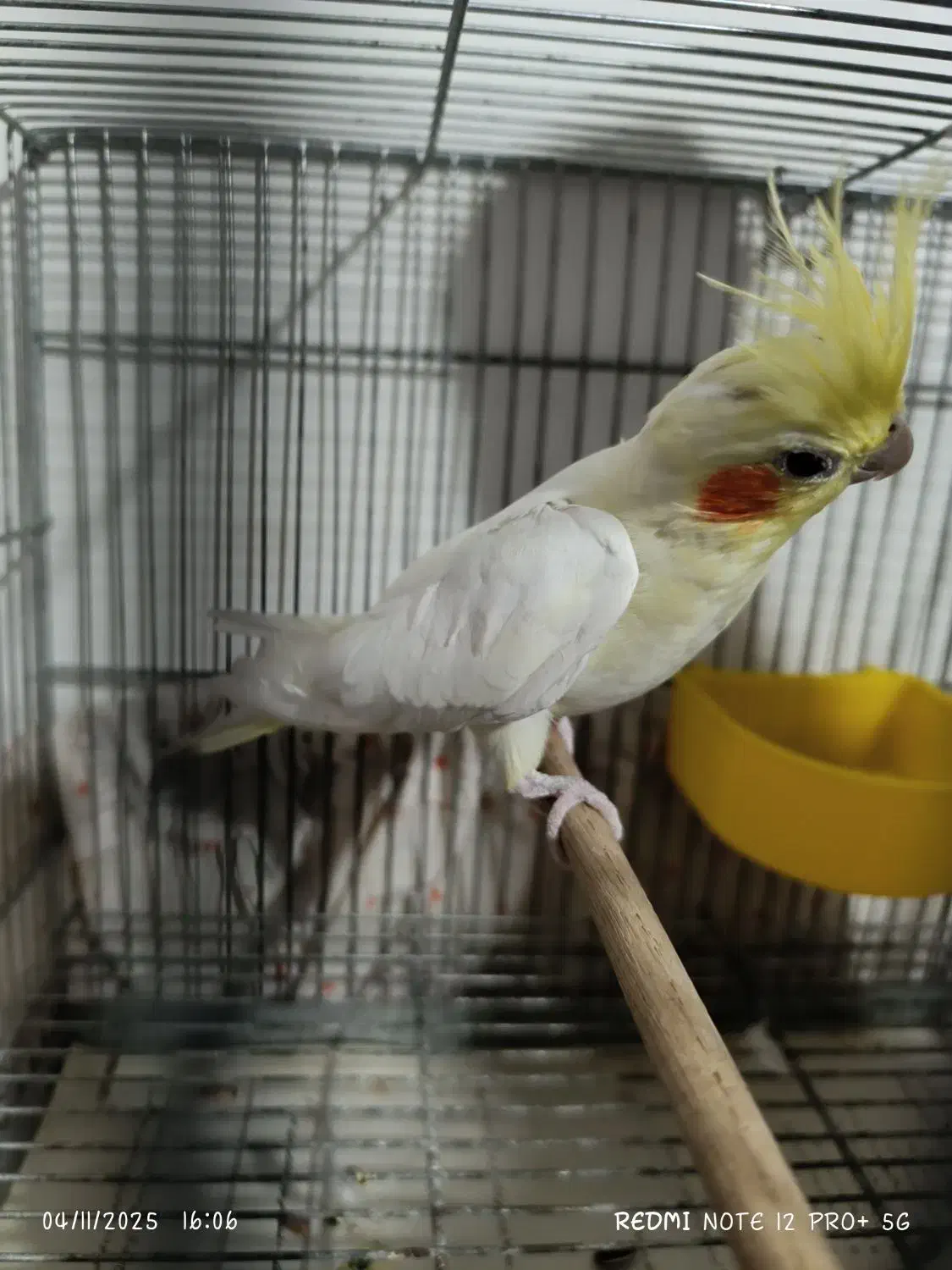 عروس هلندی رام و دستی|پرنده|آستارا, |دیوار