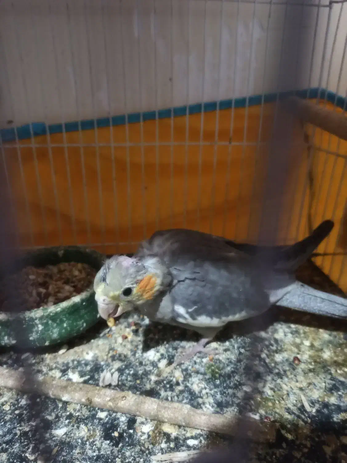 دوعددجوجه عروس هلندی هردوجنسیت نر|پرنده|فردوس (خراسان), |دیوار