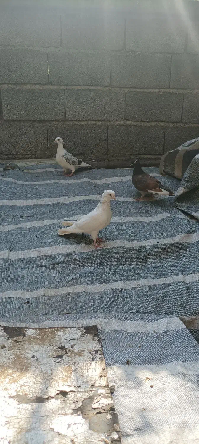 کبوترا غریب پرشی|پرنده|کلاردشت, |دیوار