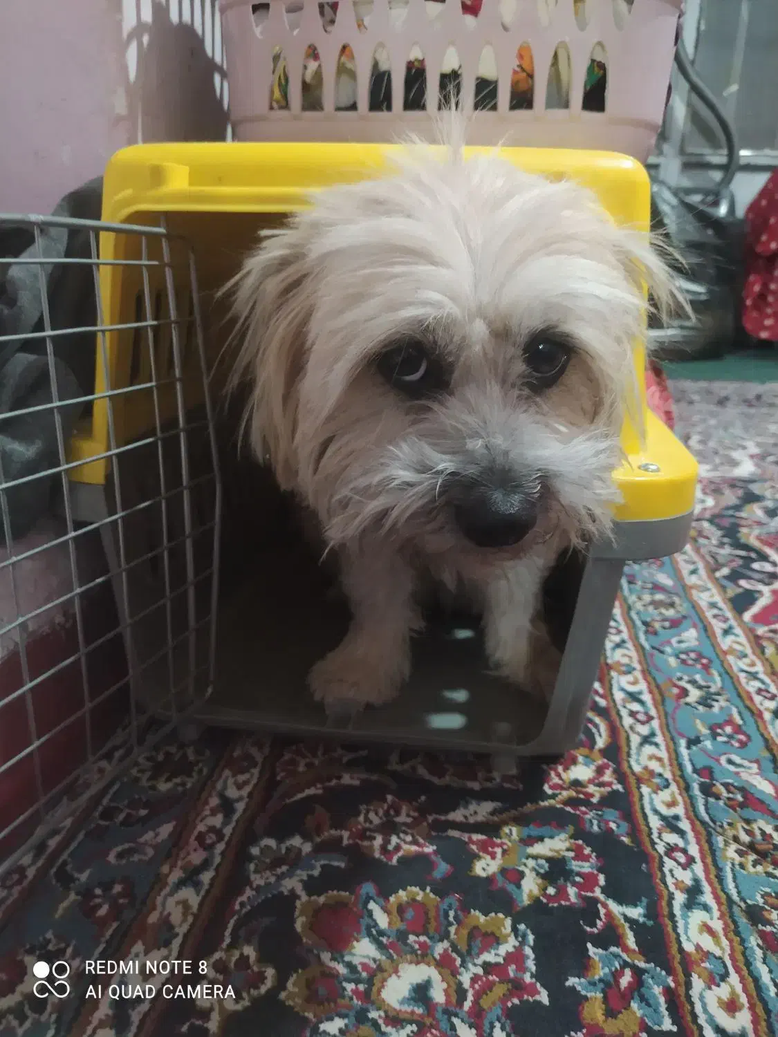 واگذاری سگ|سگ|کرمان, |دیوار