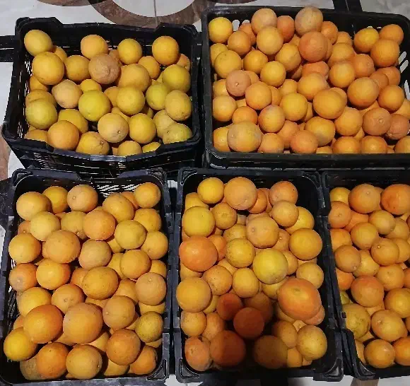 62کیلویافا12کیلوپرتقال|حراج|گنبد کاووس, |دیوار