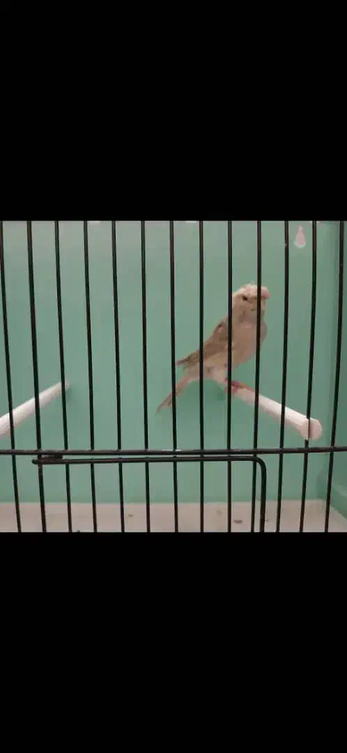 قناری نر قرص بخون|پرنده|رودهن, |دیوار