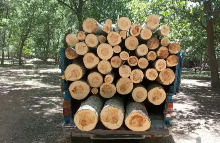 خرید انواع چوب قلمه و بید و گردو و..|خدمات باغبانی و درختکاری|چالدران, |دیوار