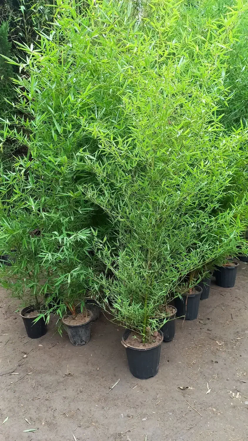 خیزران ( بامبو)|خدمات باغبانی و درختکاری|تهران, بازار|دیوار