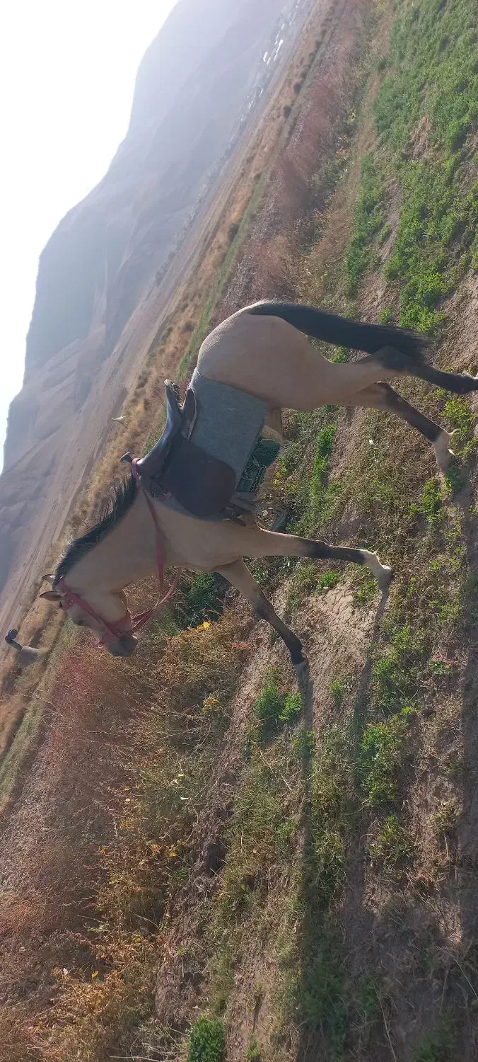 اسب|اسب و تجهیزات اسب‌سواری|آبگرم, |دیوار