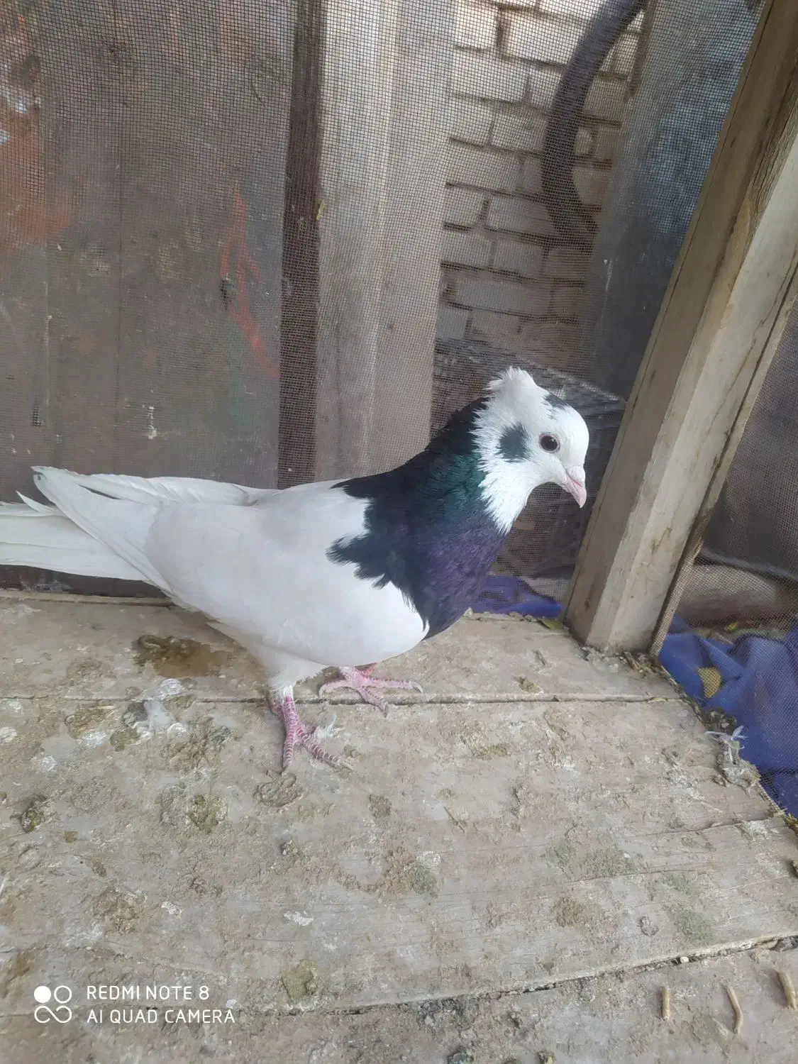 کبوتر|پرنده|آباده, |دیوار