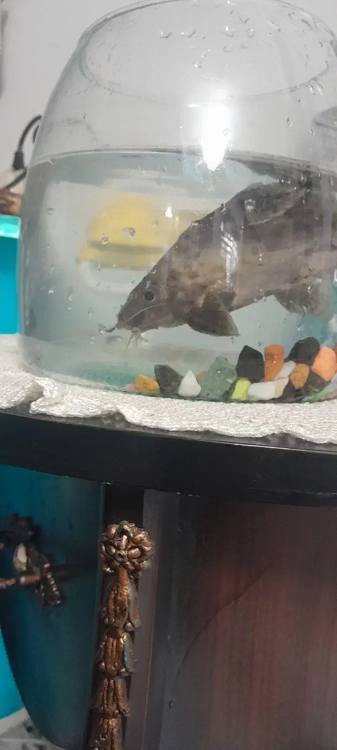 لجن خوار|ماهی|کرمانشاه, |دیوار