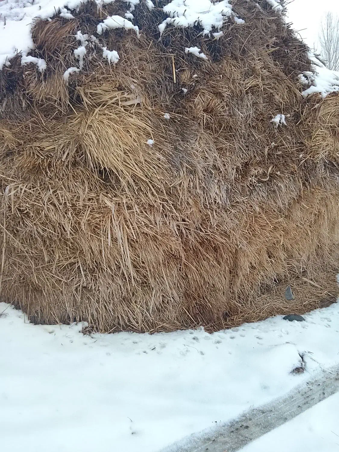 علف باغ|گل و گیاه طبیعی|مشگین شهر, |دیوار