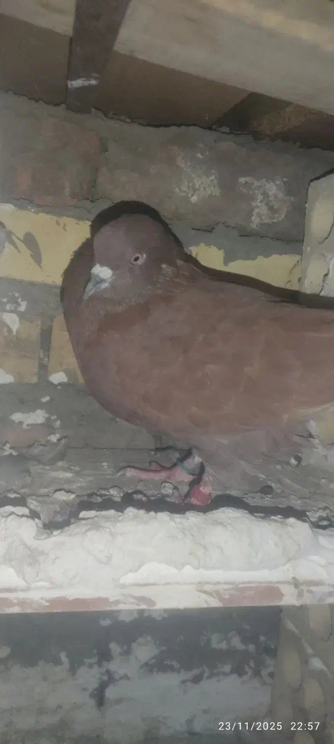 مامله میکنم|پرنده|ایرانشهر, |دیوار