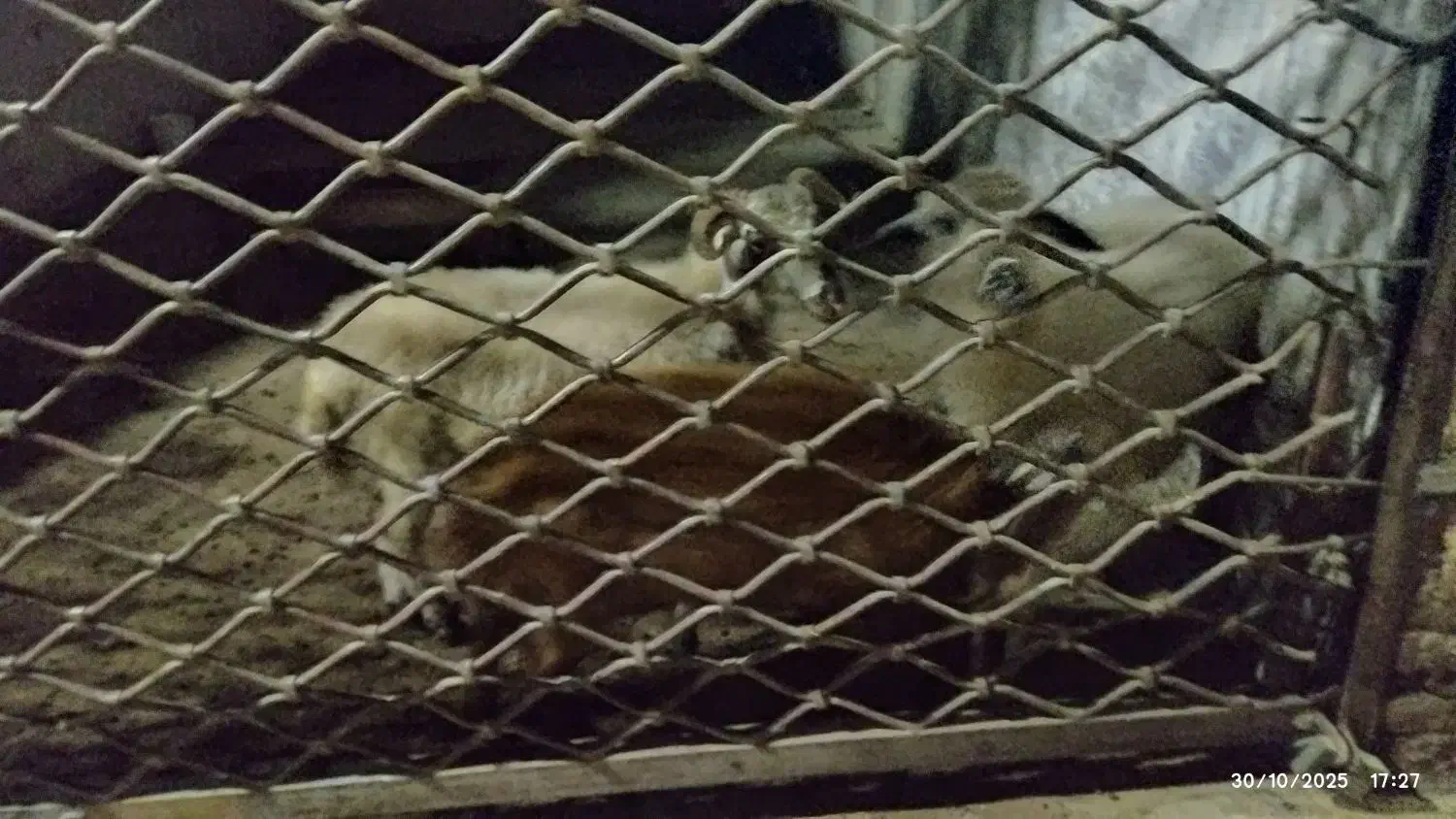 3عدد نر بره سالم سرحال ب شرط|حیوانات مزرعه|خان ببین, |دیوار