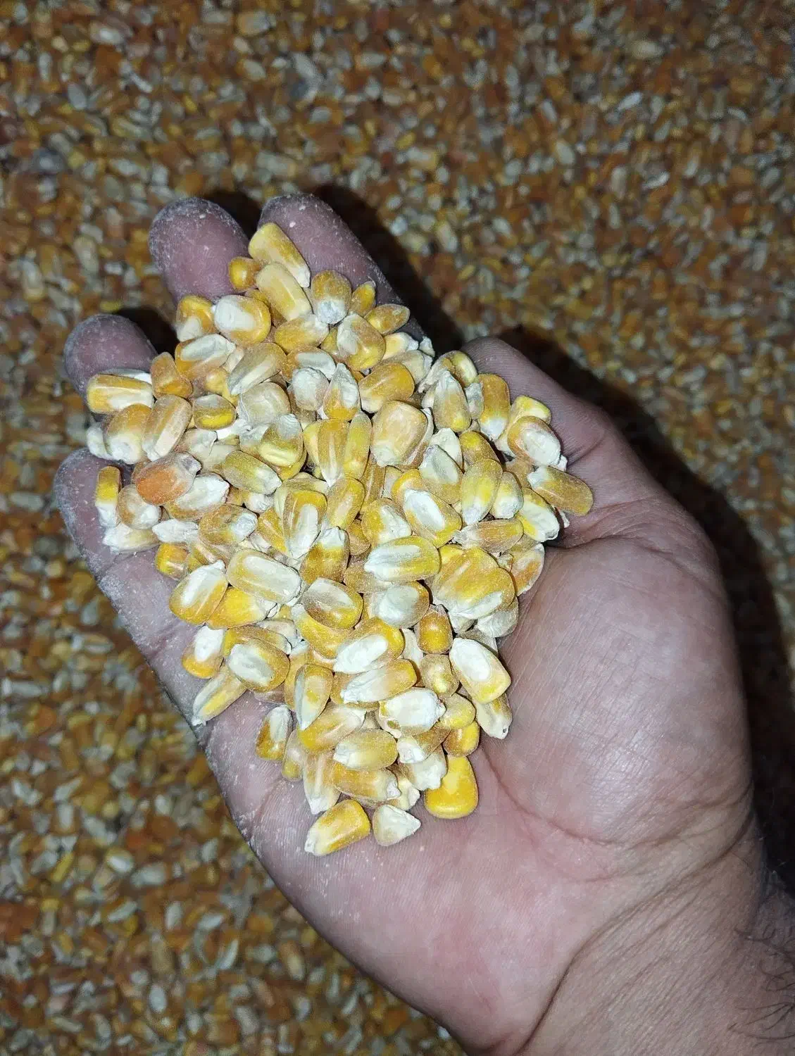 ذرت دامی برزیل درجه یک|لوازم جانبی حیوانات|فردوس (خراسان), |دیوار