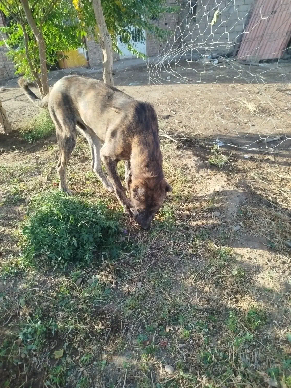 گمشده سگ|حیوانات|زرند, |دیوار