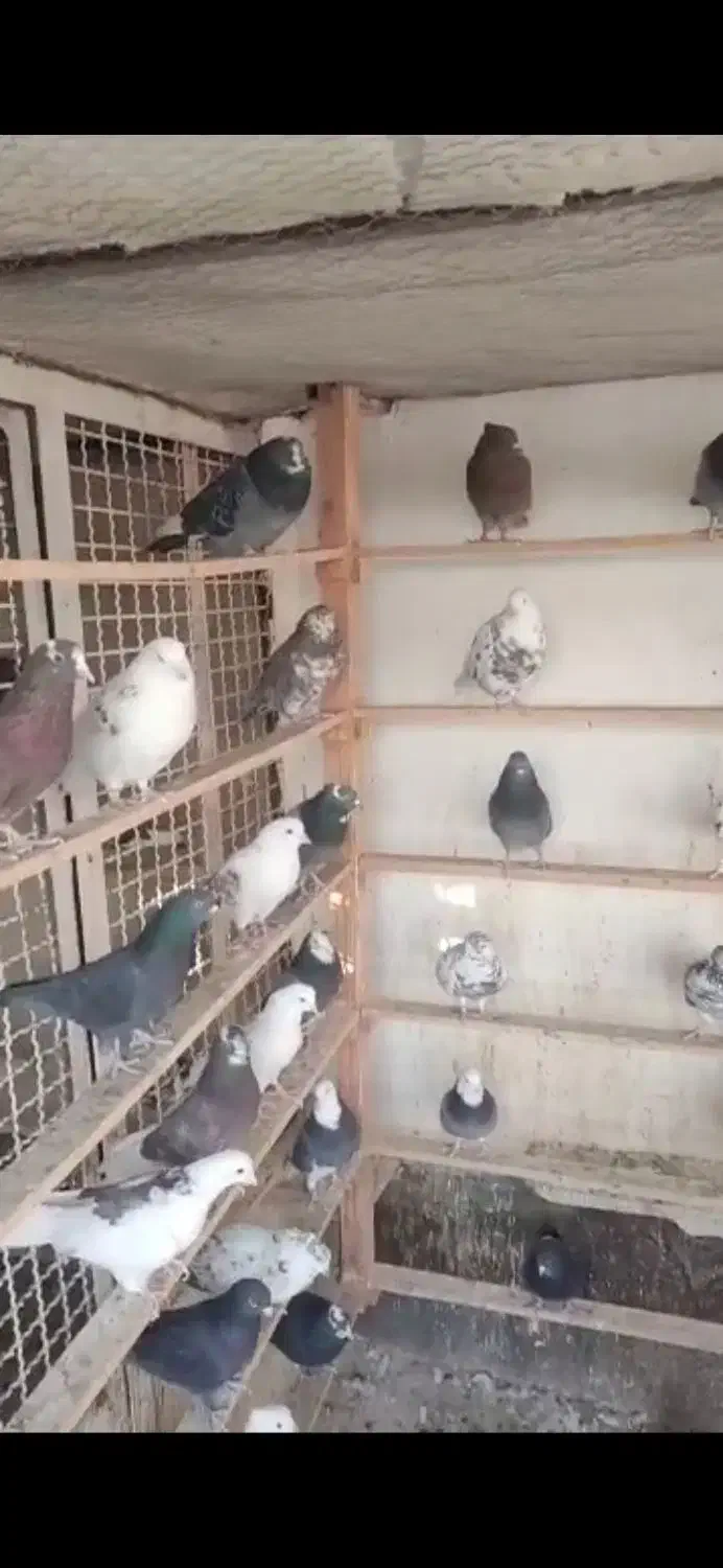 کبوتر|پرنده|کوهدشت, |دیوار