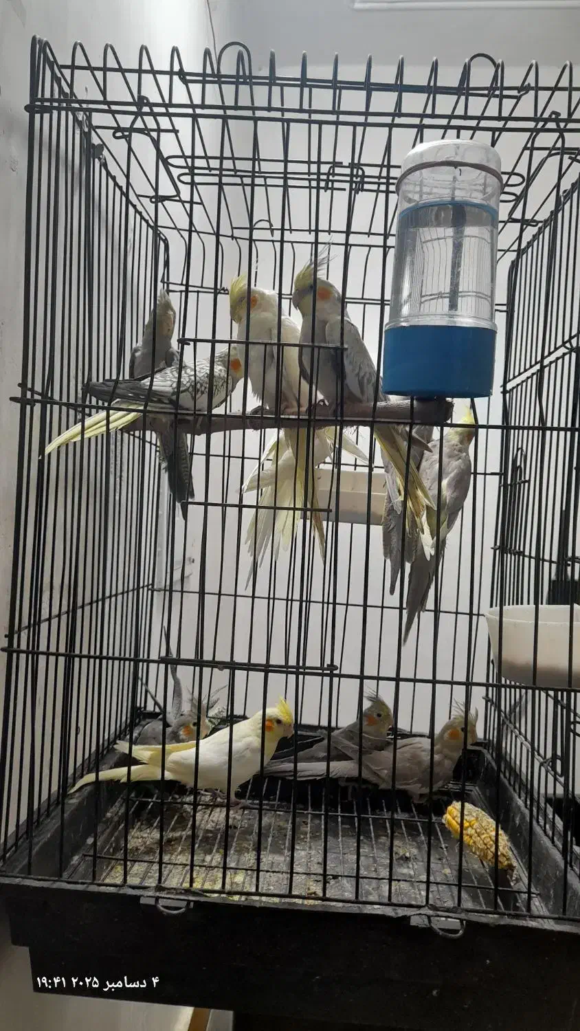 عروس هلندی|پرنده|دزفول, |دیوار