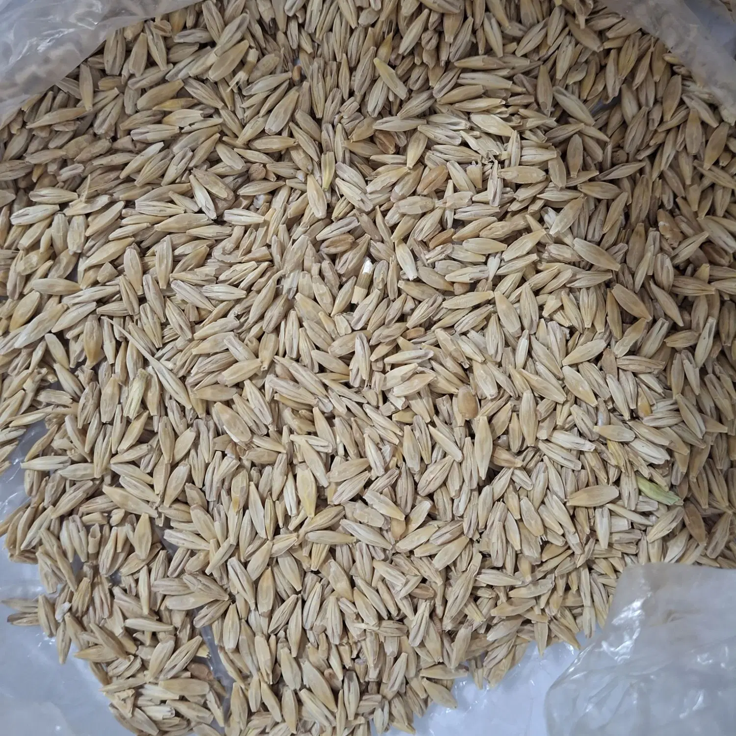 .جو|عمدهفروشی|داراب, |دیوار