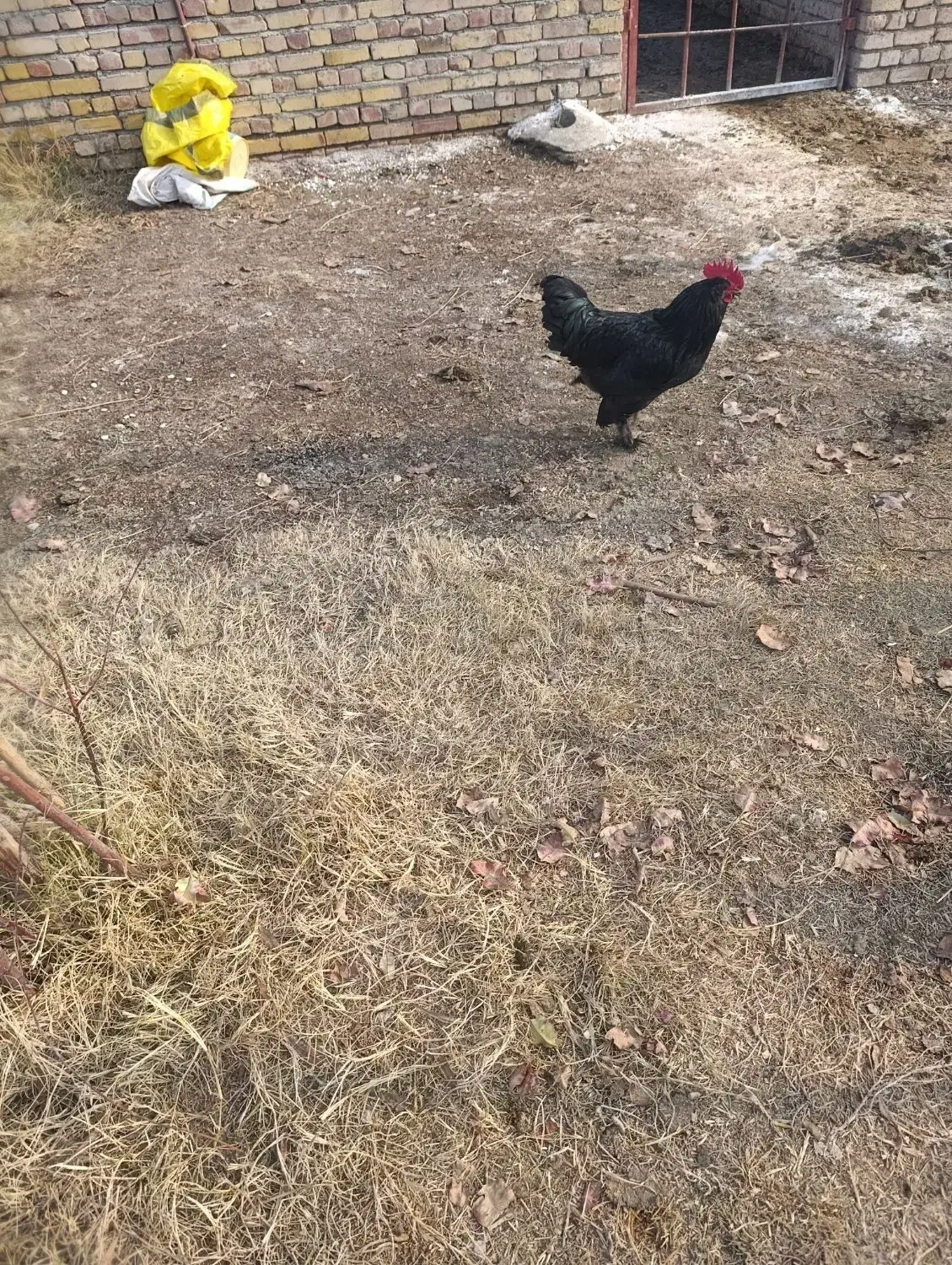 خروس مرندی|حیوانات مزرعه|نوشین شهر, |دیوار