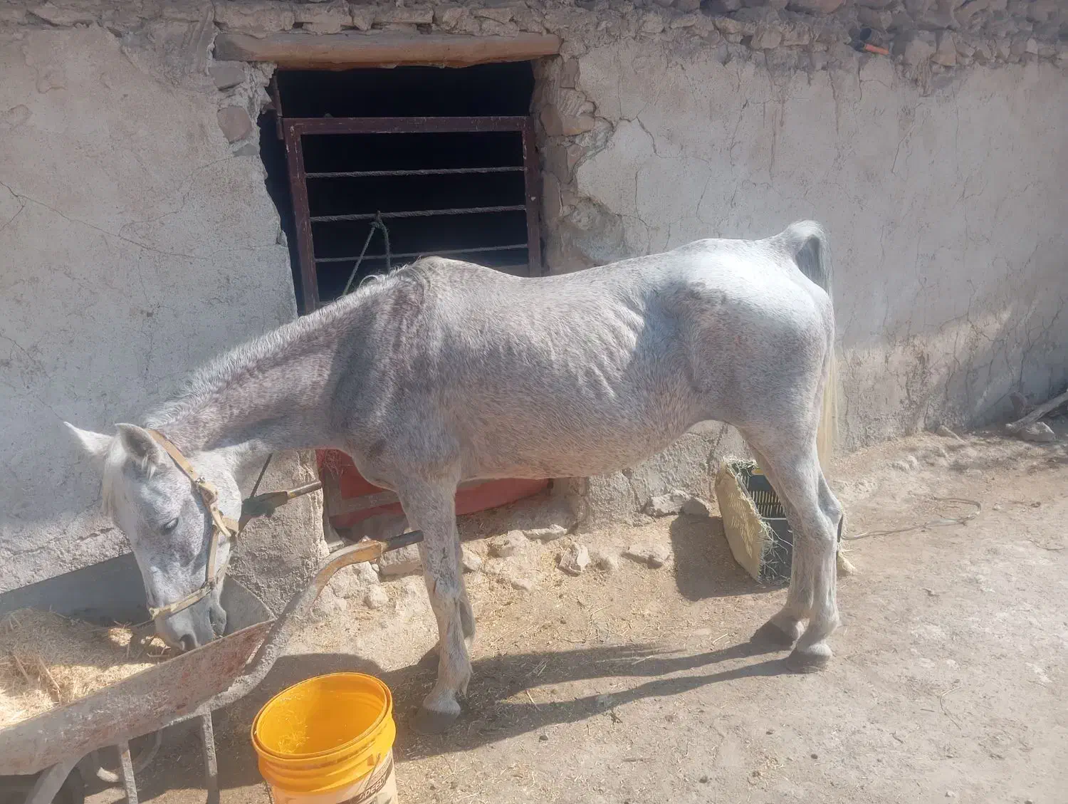 ترکی|اسب و تجهیزات اسبسواری|کازرون, |دیوار