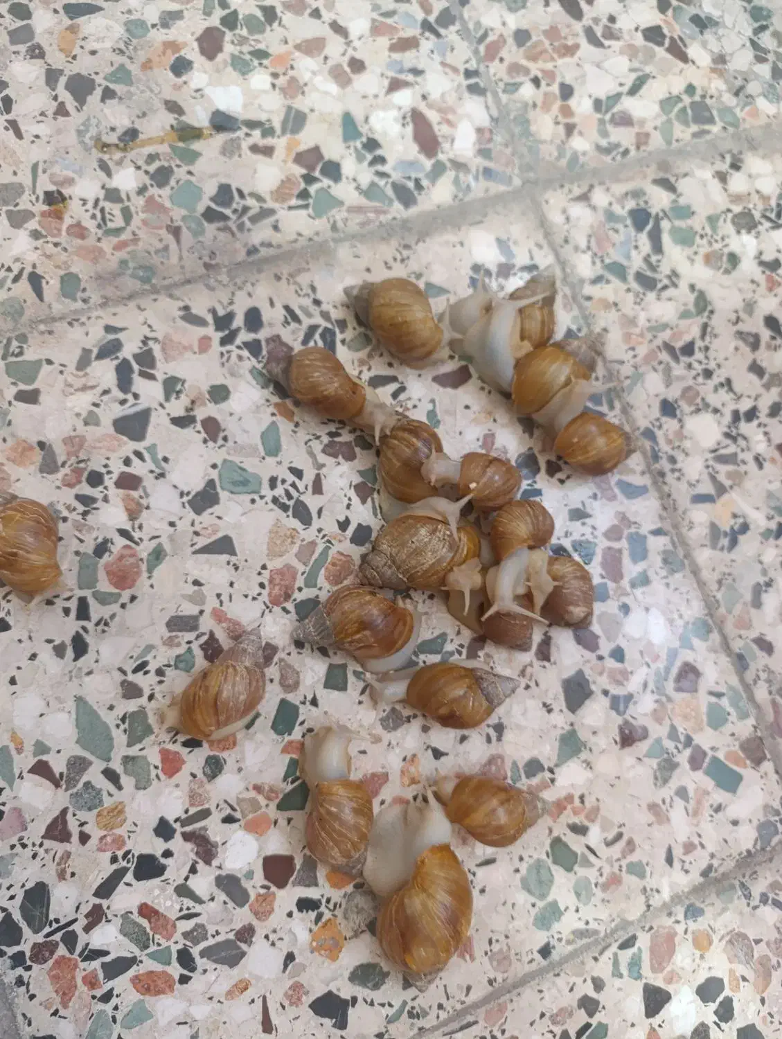 البینو|خزنده|دزفول, |دیوار