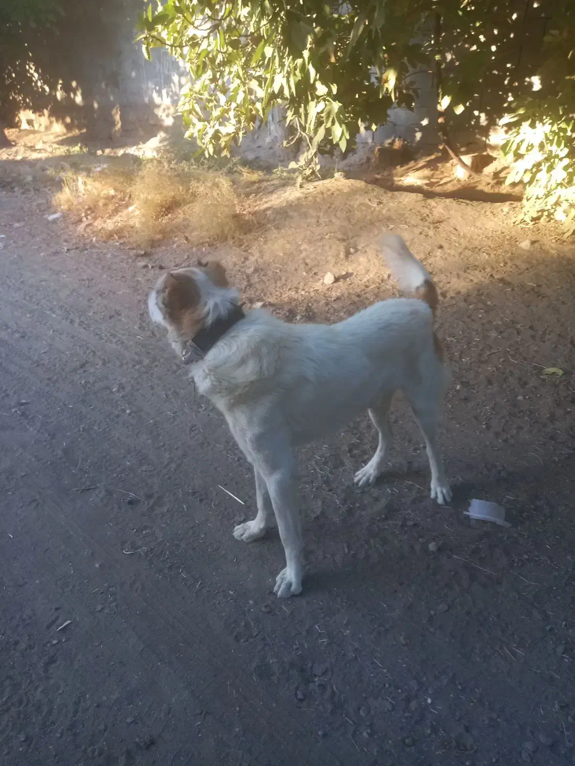 سگ گله|سگ|جغتای, |دیوار