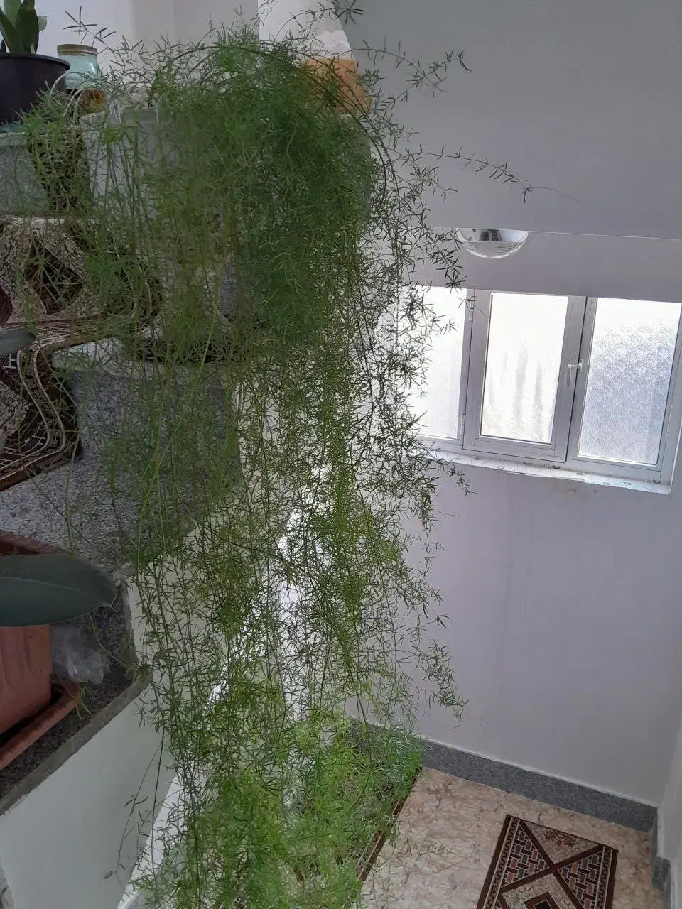 گل شویدی خوشکل|گل و گیاه طبیعی|مرند, |دیوار