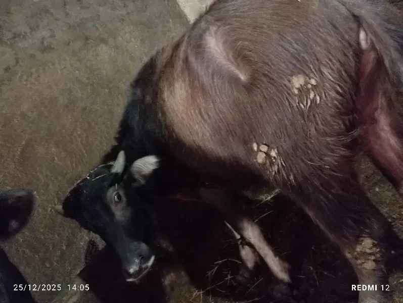 بالاخ|حیوانات مزرعه|سراب, |دیوار