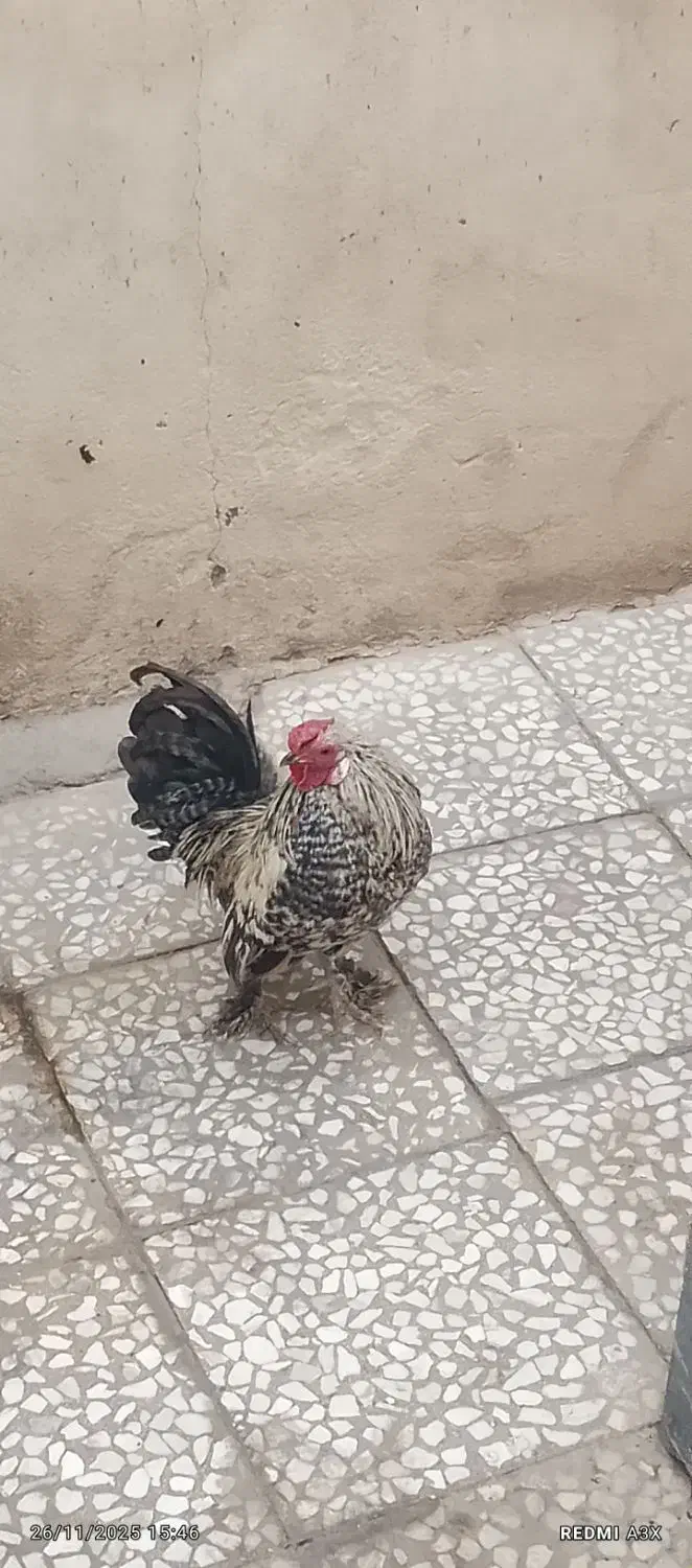 معاوضه داریم|حیوانات مزرعه|قم, ولیعصر|دیوار