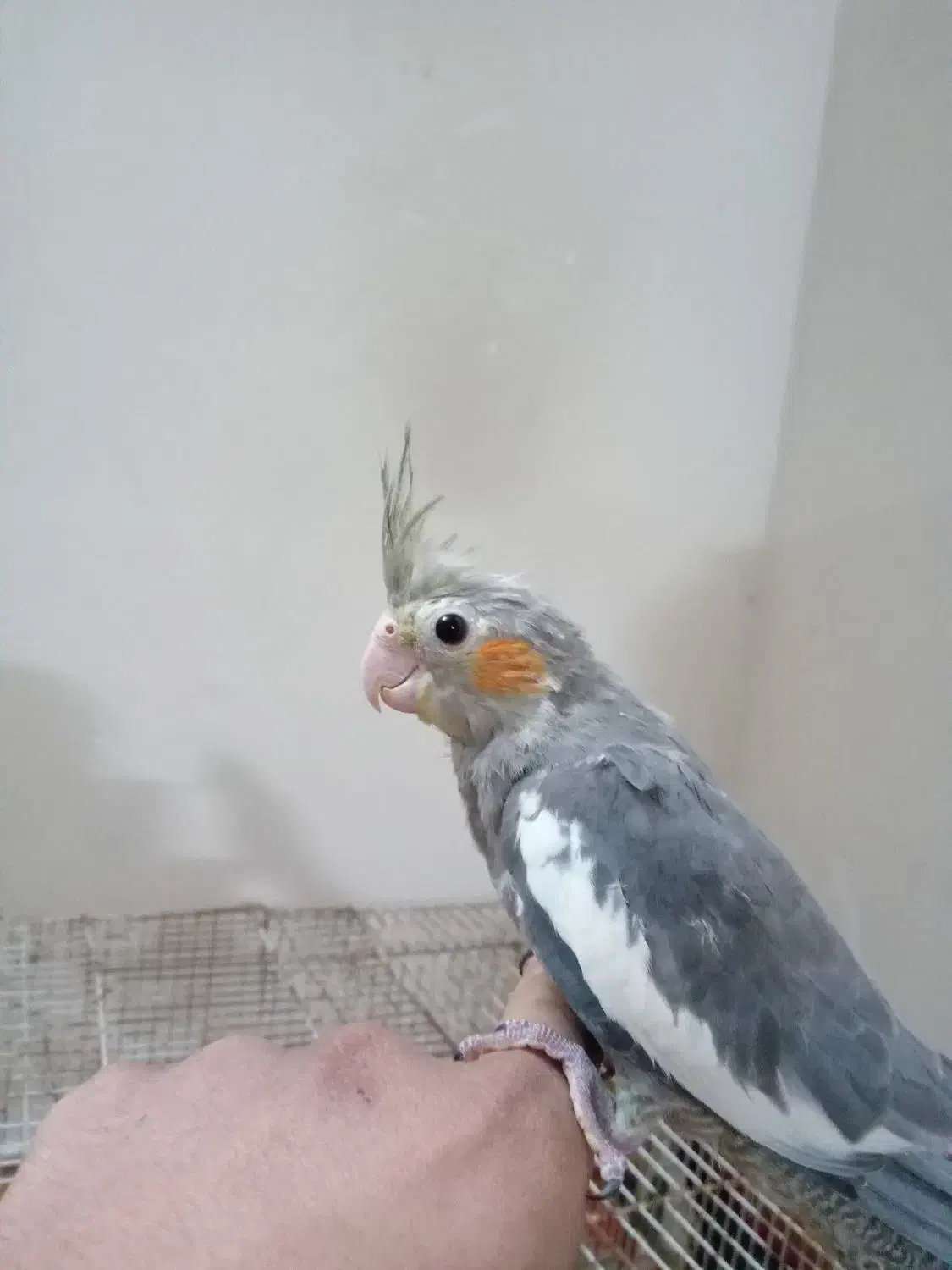 دوعرس هلندی کل باقالی و نقرهای مغلوب|پرنده|مشهد, مهدی آباد (بلوار توس)|دیوار