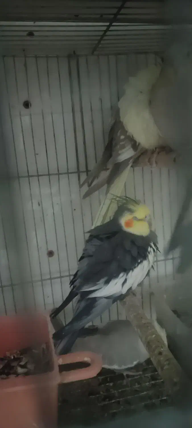 طرح تعویض پرنده های تزیینی|پرنده|مشهد, مصلی (کارمندان اول)|دیوار