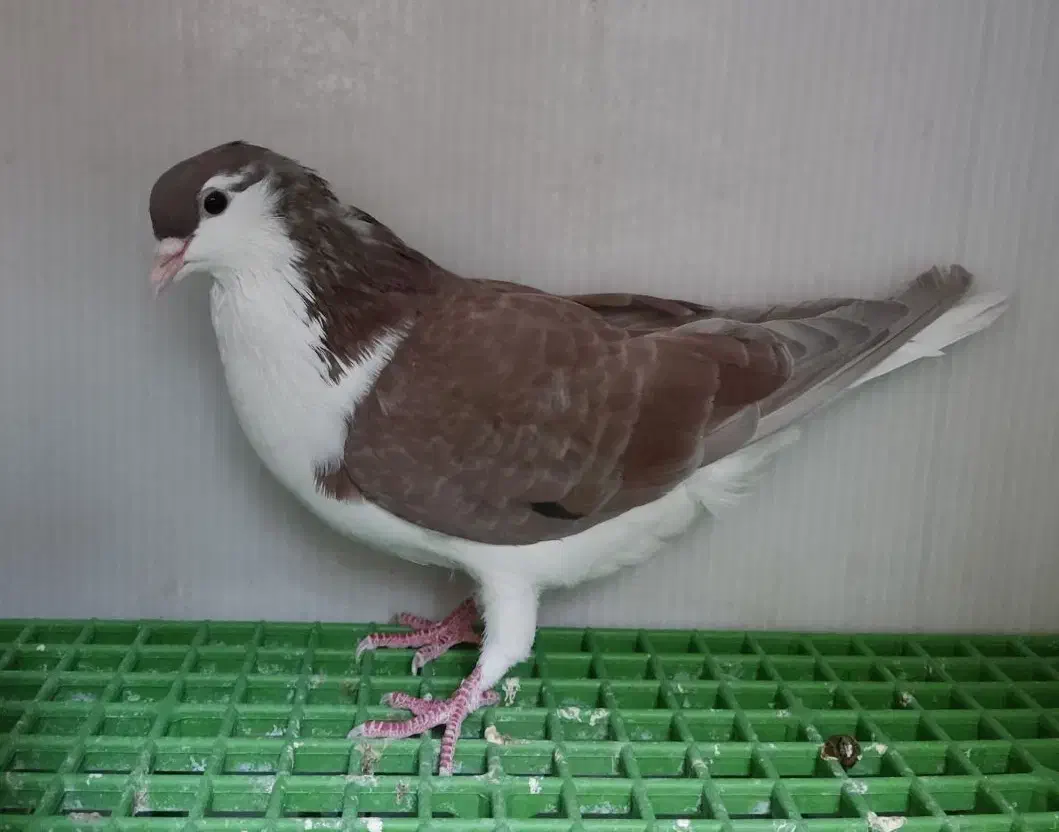 کبوتر جوان|پرنده|قم, کیوانفر|دیوار