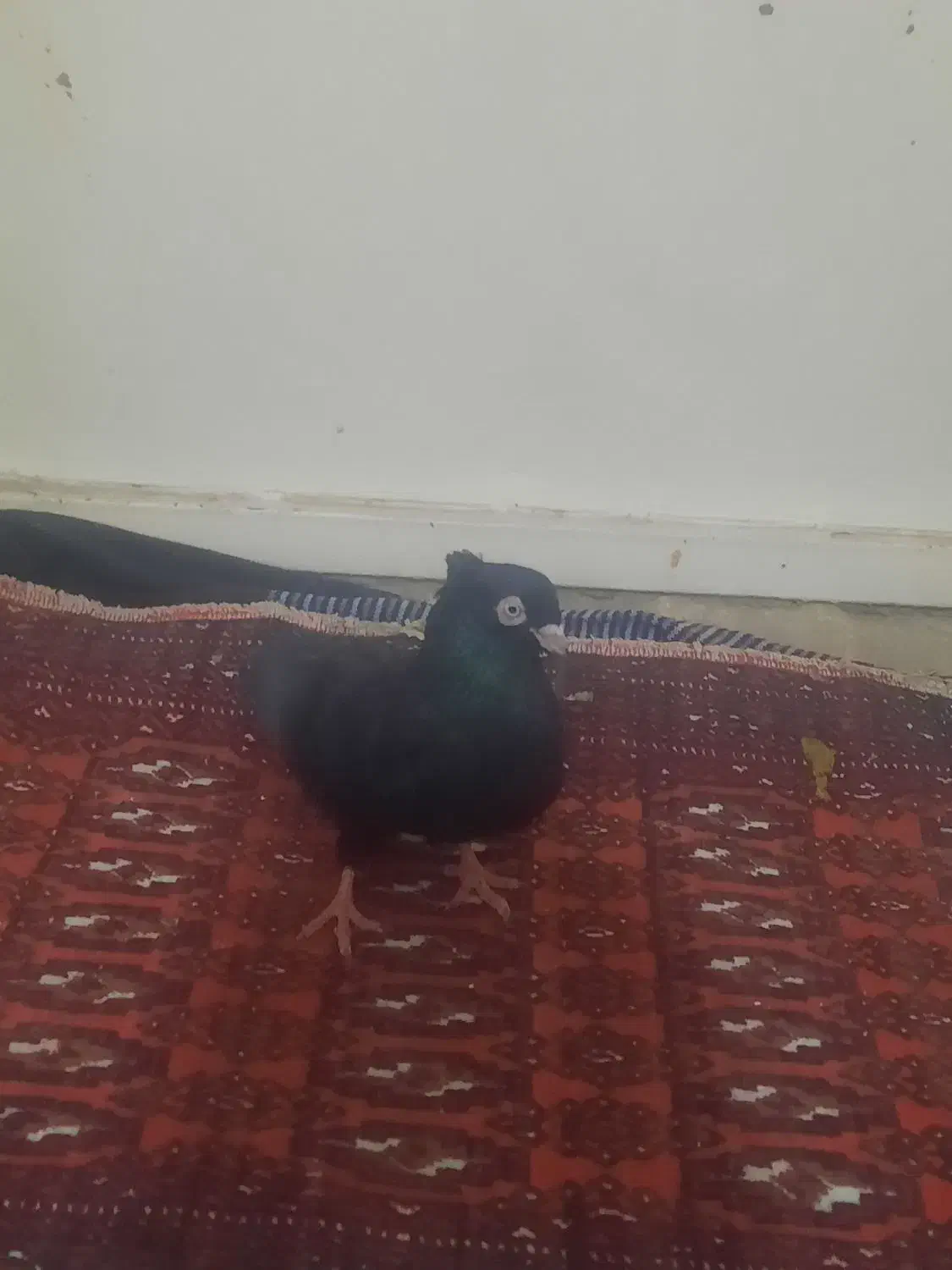 ذاغ صرب|پرنده|ساوه, |دیوار