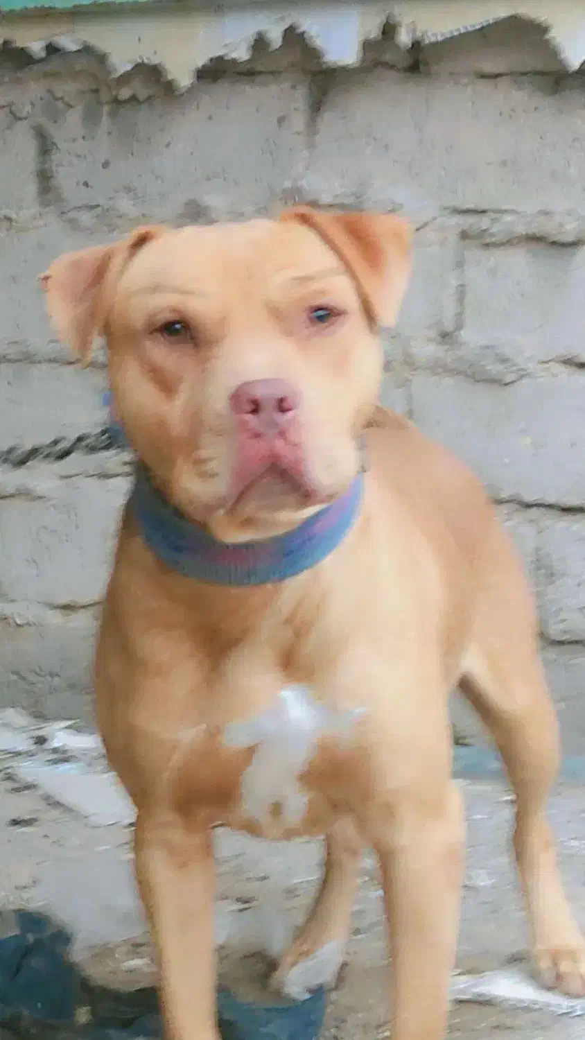 این سگ گم شده هرکی خبری ازش بده مژدگانی خوبی میدم|سگ|زابل, |دیوار