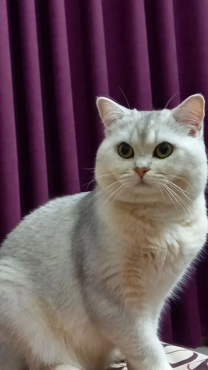 گربه بریتیش نر|گربه|آمل, |دیوار