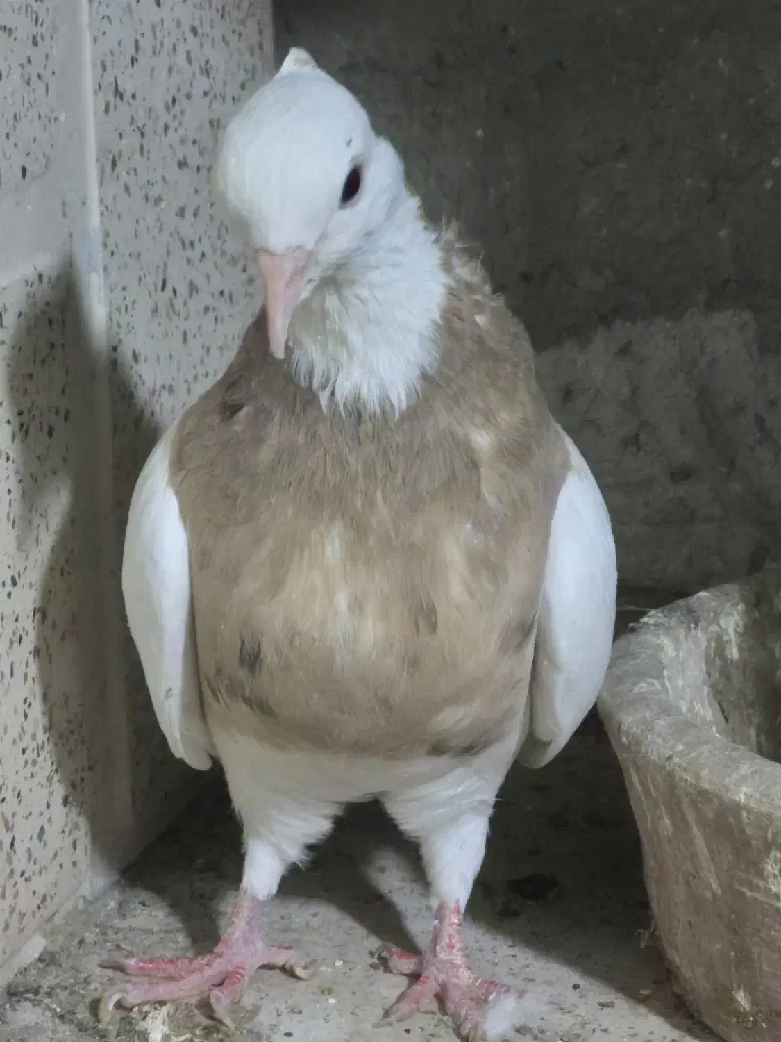 کبوتر طوقی|پرنده|پاکدشت, پاکدشت (مامازند)|دیوار