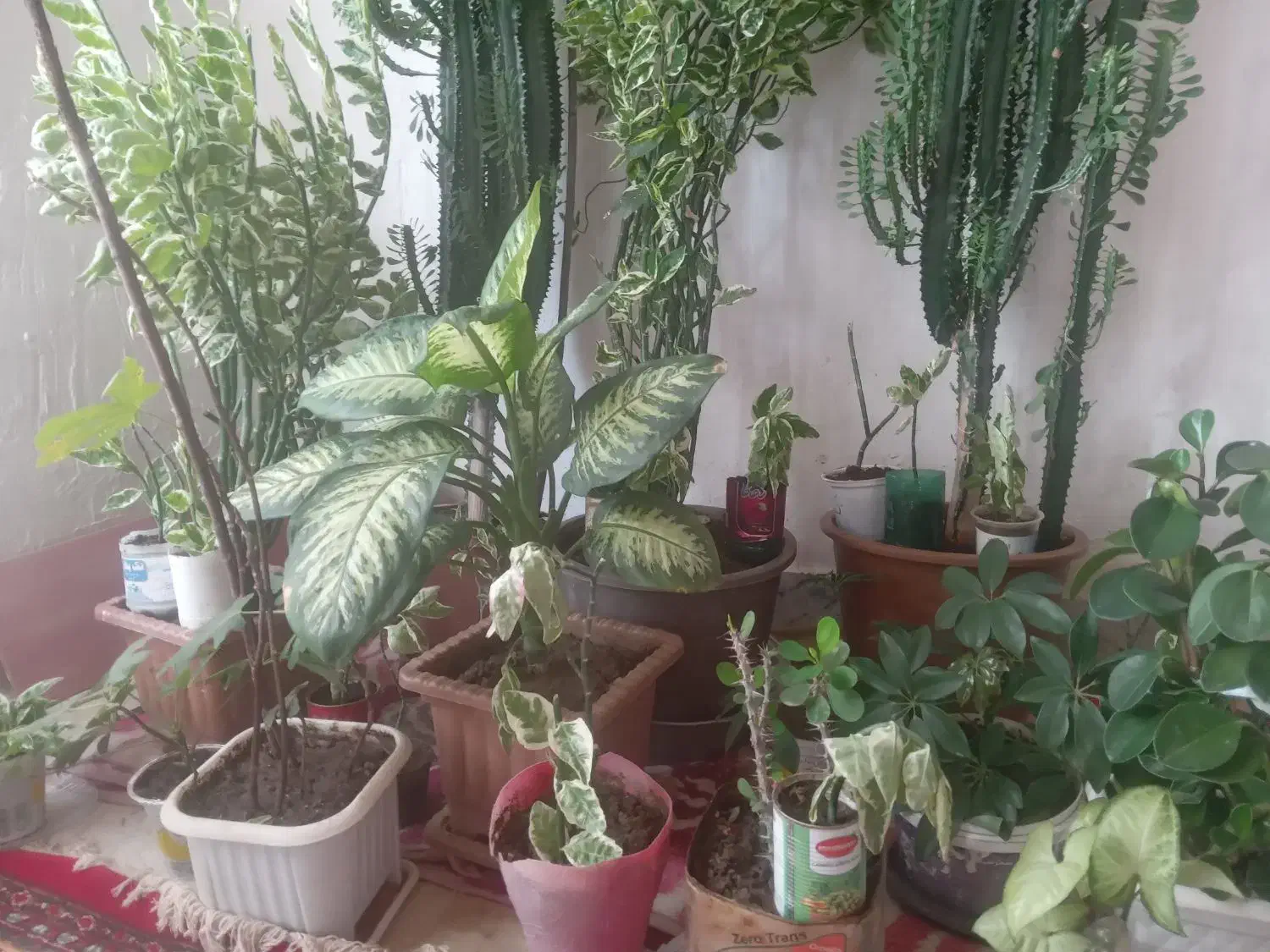 گل   خانگی|گل و گیاه طبیعی|مراغه, |دیوار