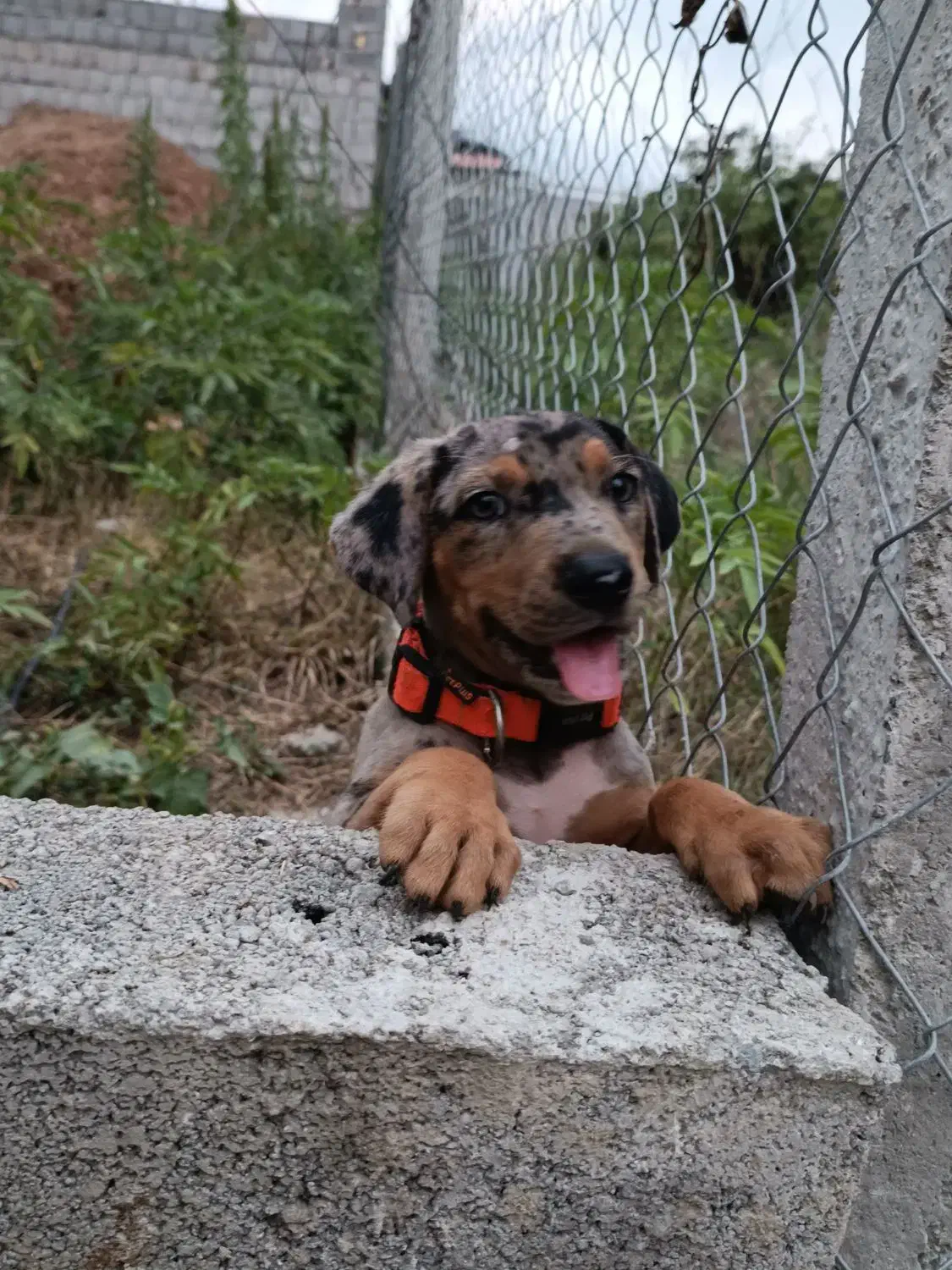 واگذاری گیریت دین نر|سگ|بابل, |دیوار