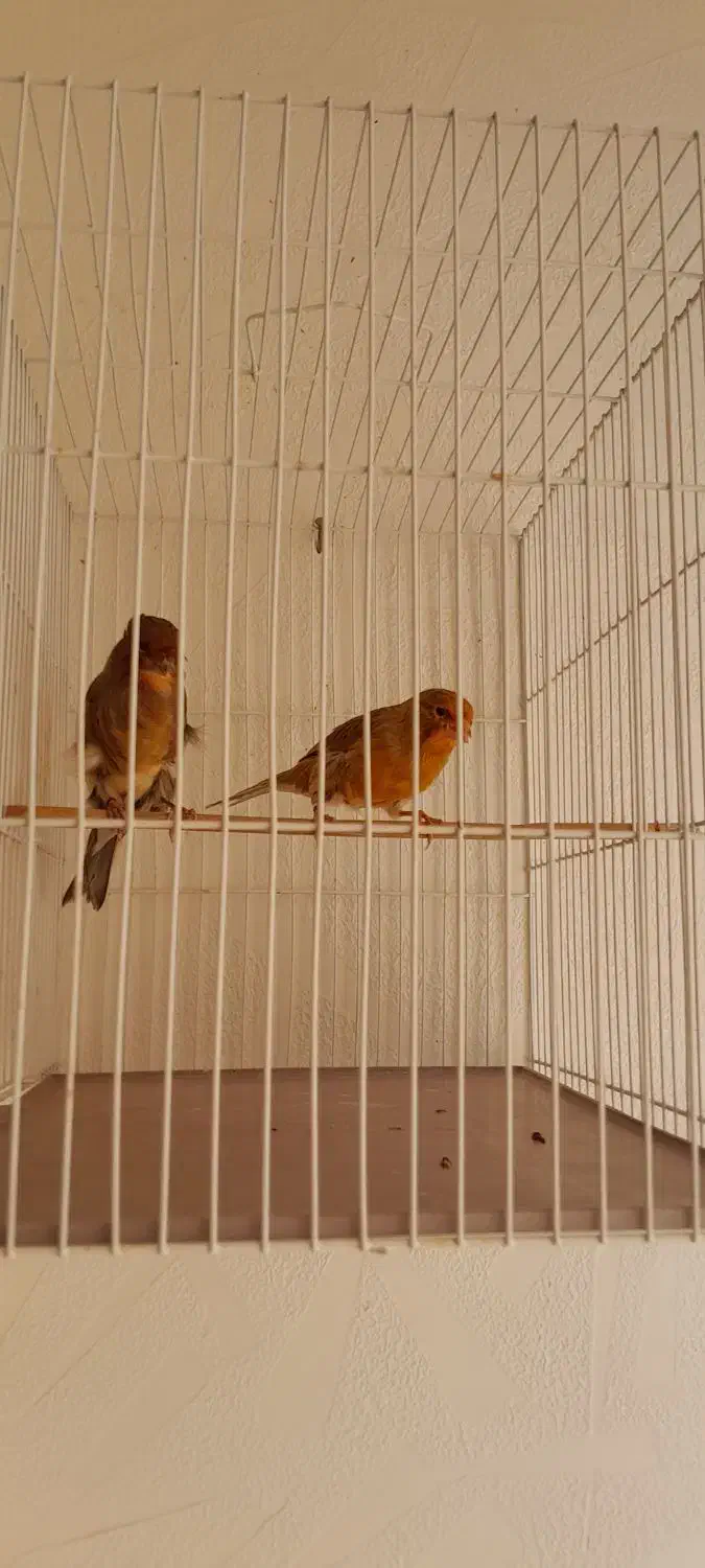 دارچینی و سوخته ای سوپر درشت|پرنده|شاهین‌شهر, فردوسی|دیوار
