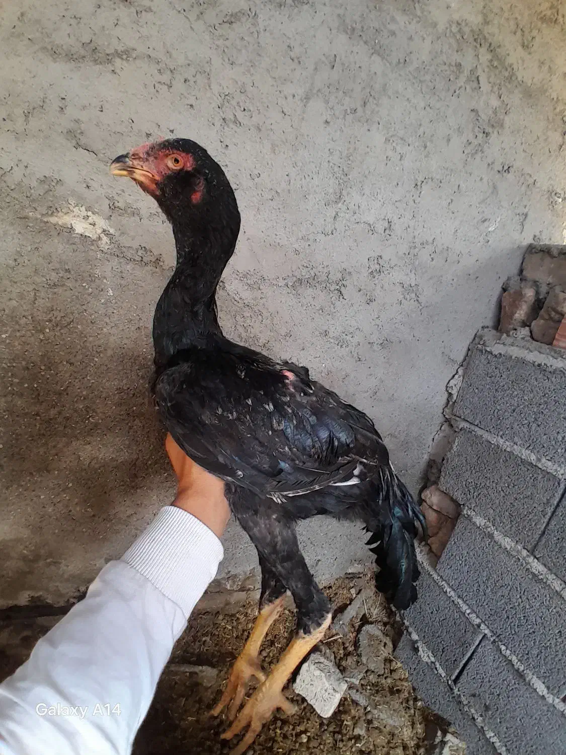 لاری ۴ماهه خروس|حیوانات مزرعه|گمیشان, |دیوار