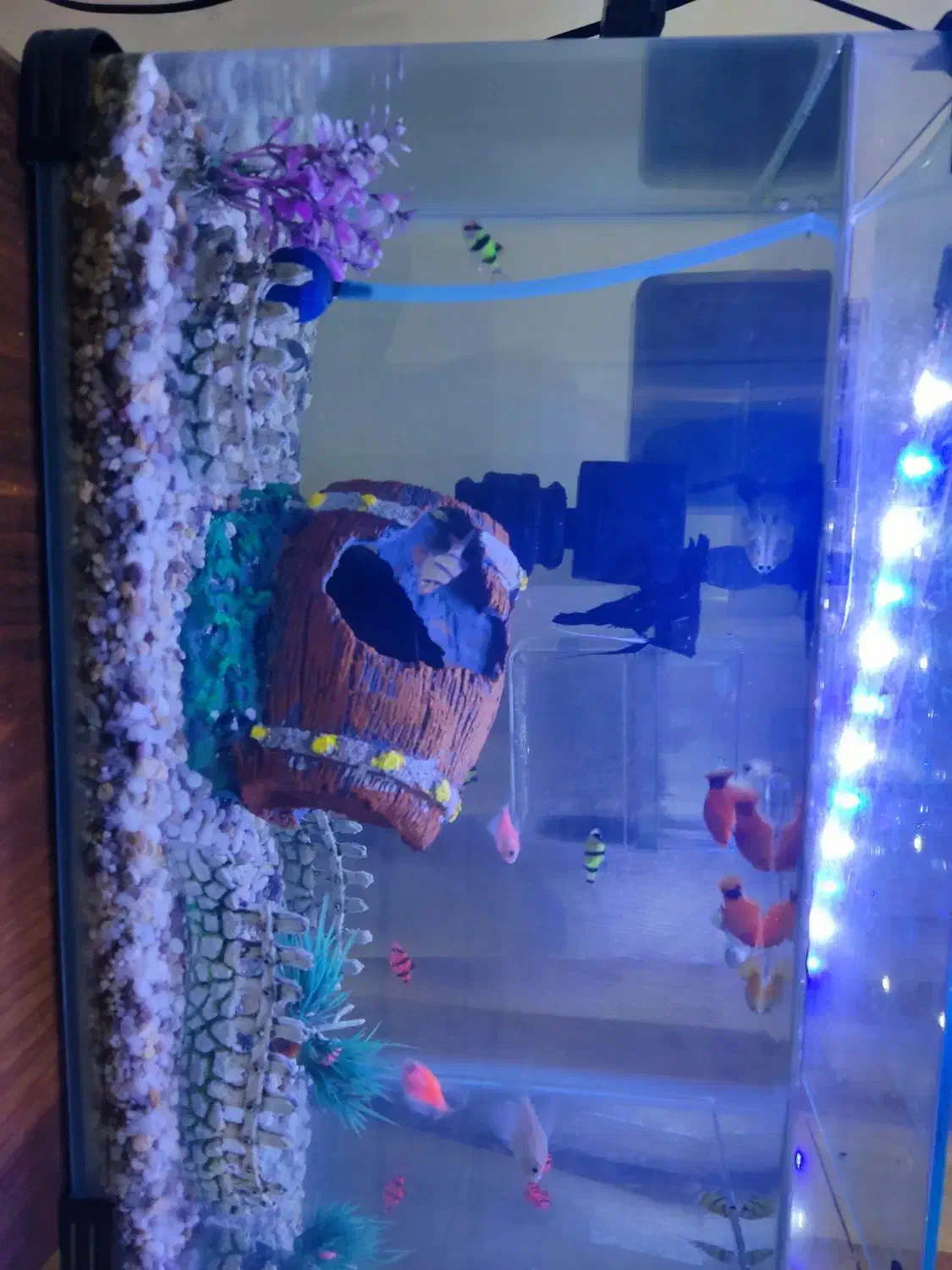 ماهی اکواریومی|ماهی|سنندج, |دیوار