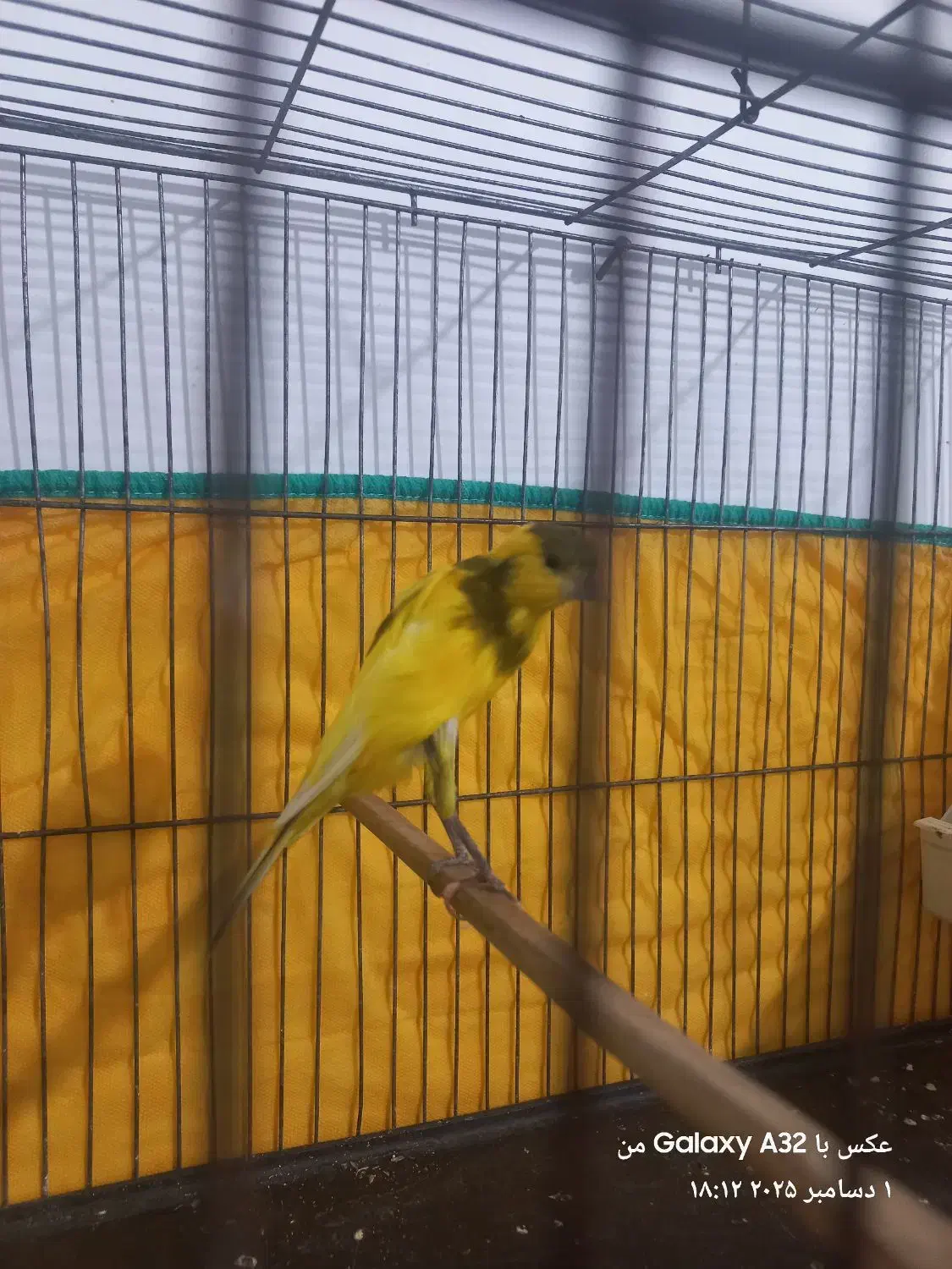 قناری نر ابلغ|پرنده|مرودشت, ثبت احوال|دیوار