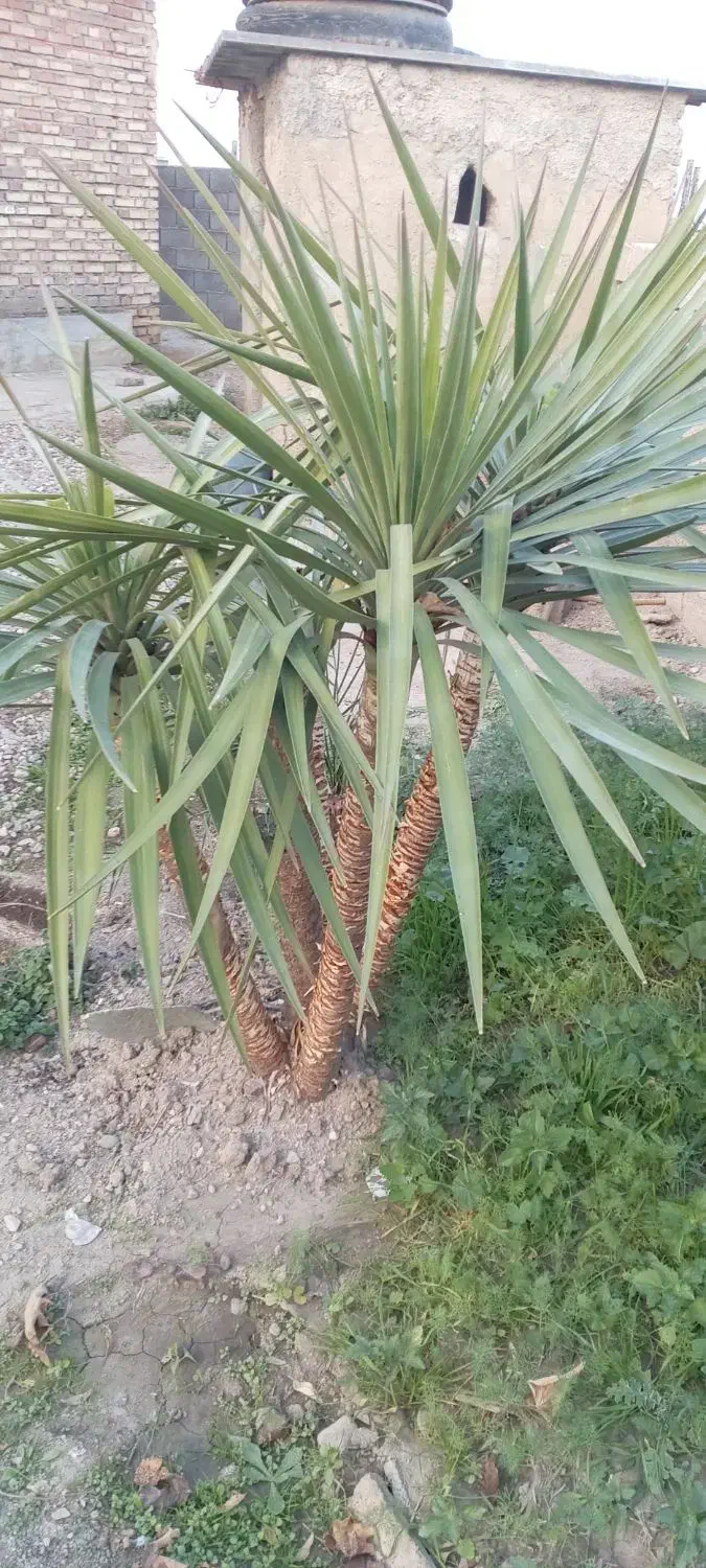 گل یوکا|حراج|گنبد کاووس, |دیوار