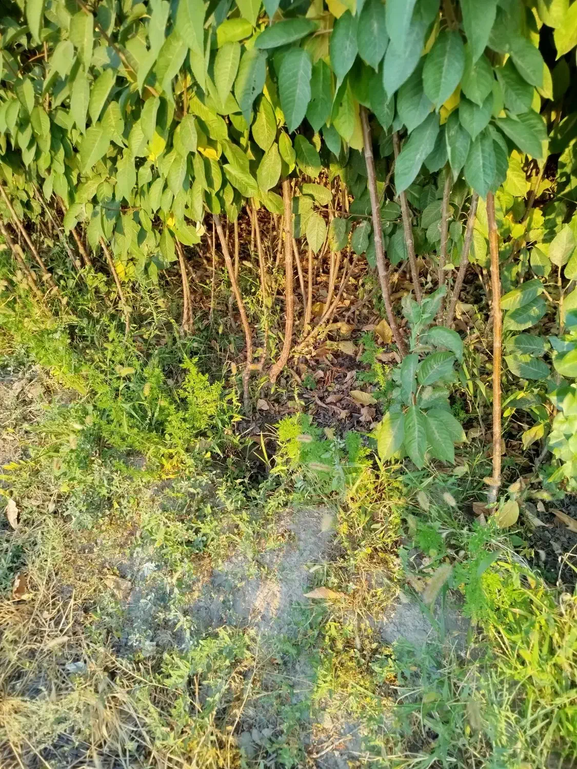 نهالستان|خدمات باغبانی و درختکاری|مشهد, توس فردوسی|دیوار