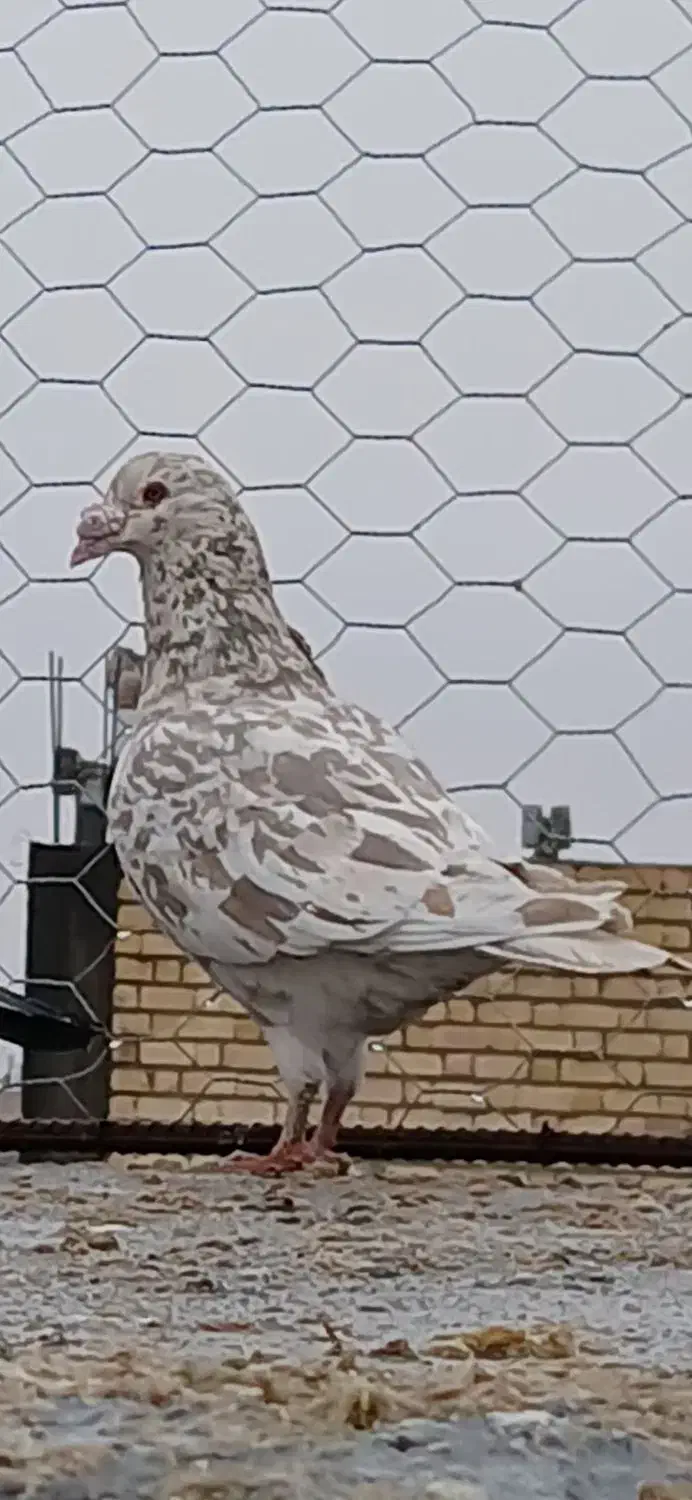 فروشی|پرنده|مرودشت, ده بید|دیوار