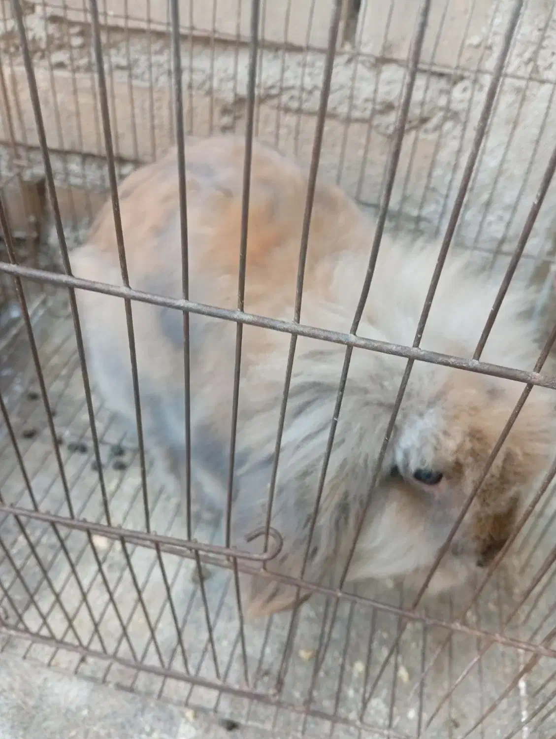 خرگوش لوپ8ماهه|موش و خرگوش|القجر, |دیوار