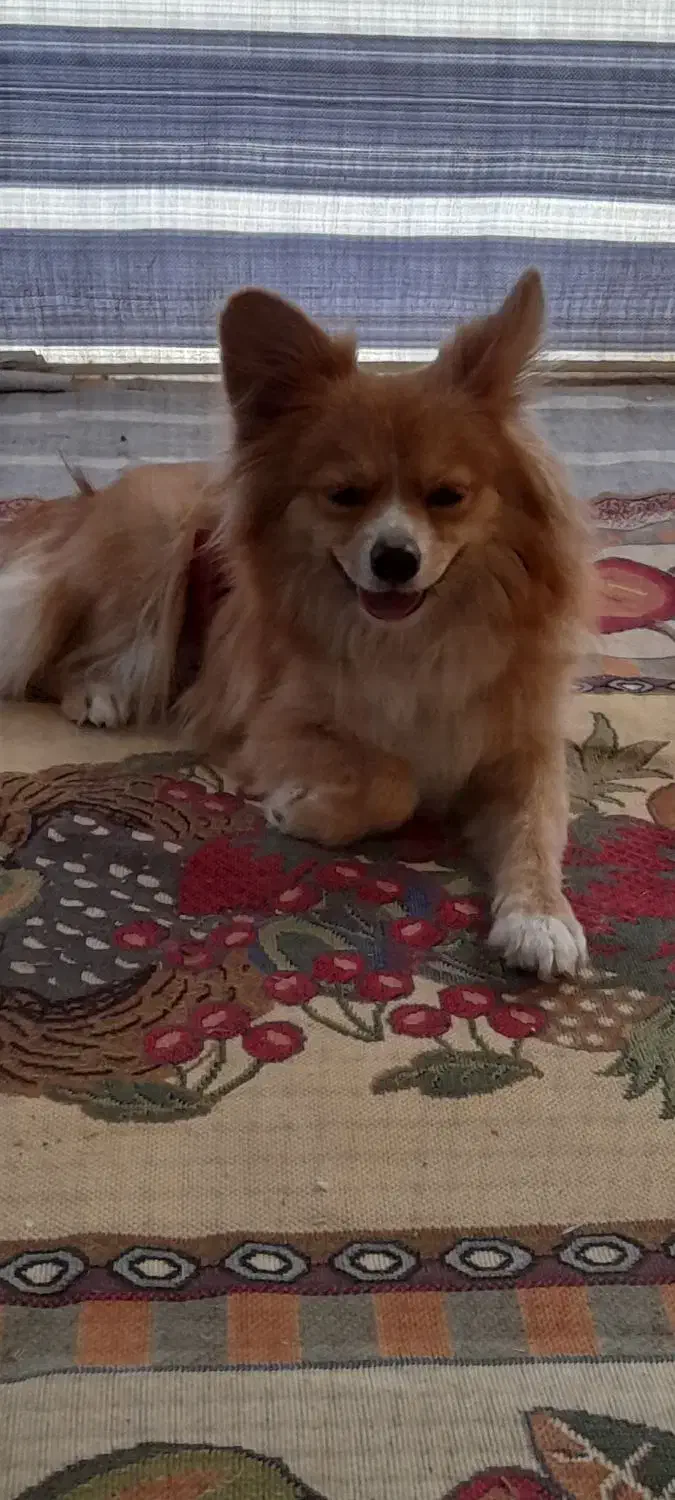 پامرروباهی ماده.قیمت ۲ تومن.|سگ|رزن, |دیوار