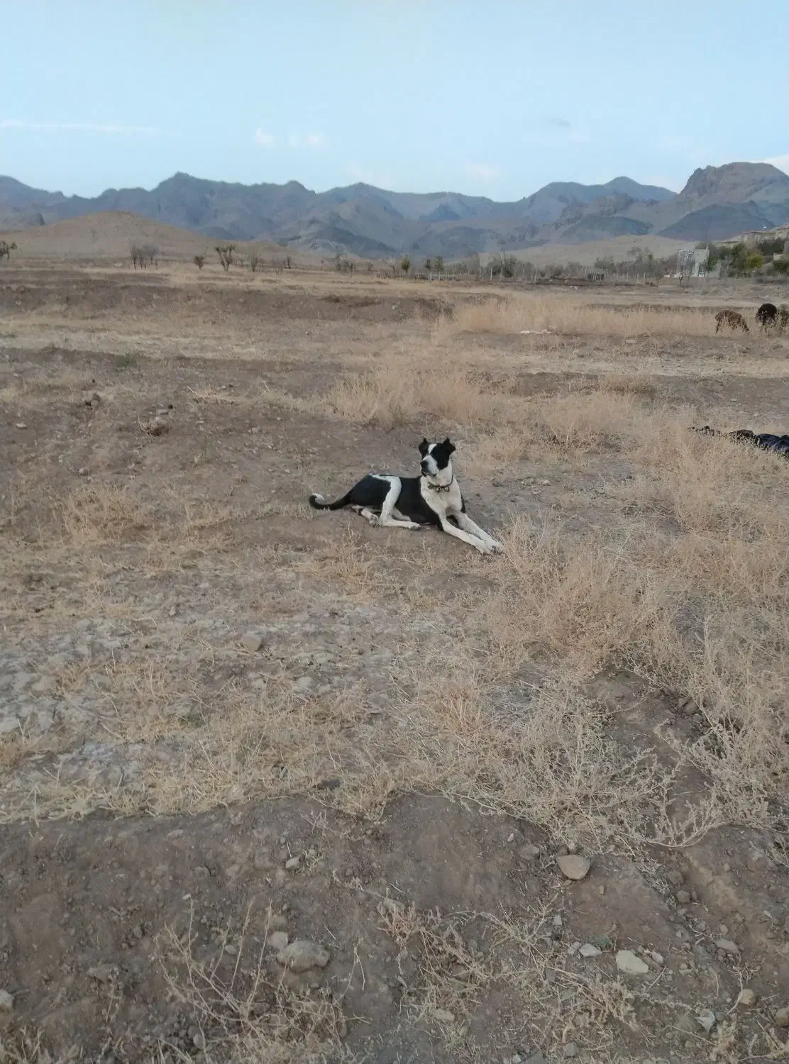 دله یک ساله و گلگی|سگ|تربت‌حیدریه, شهرک ولیعصر|دیوار