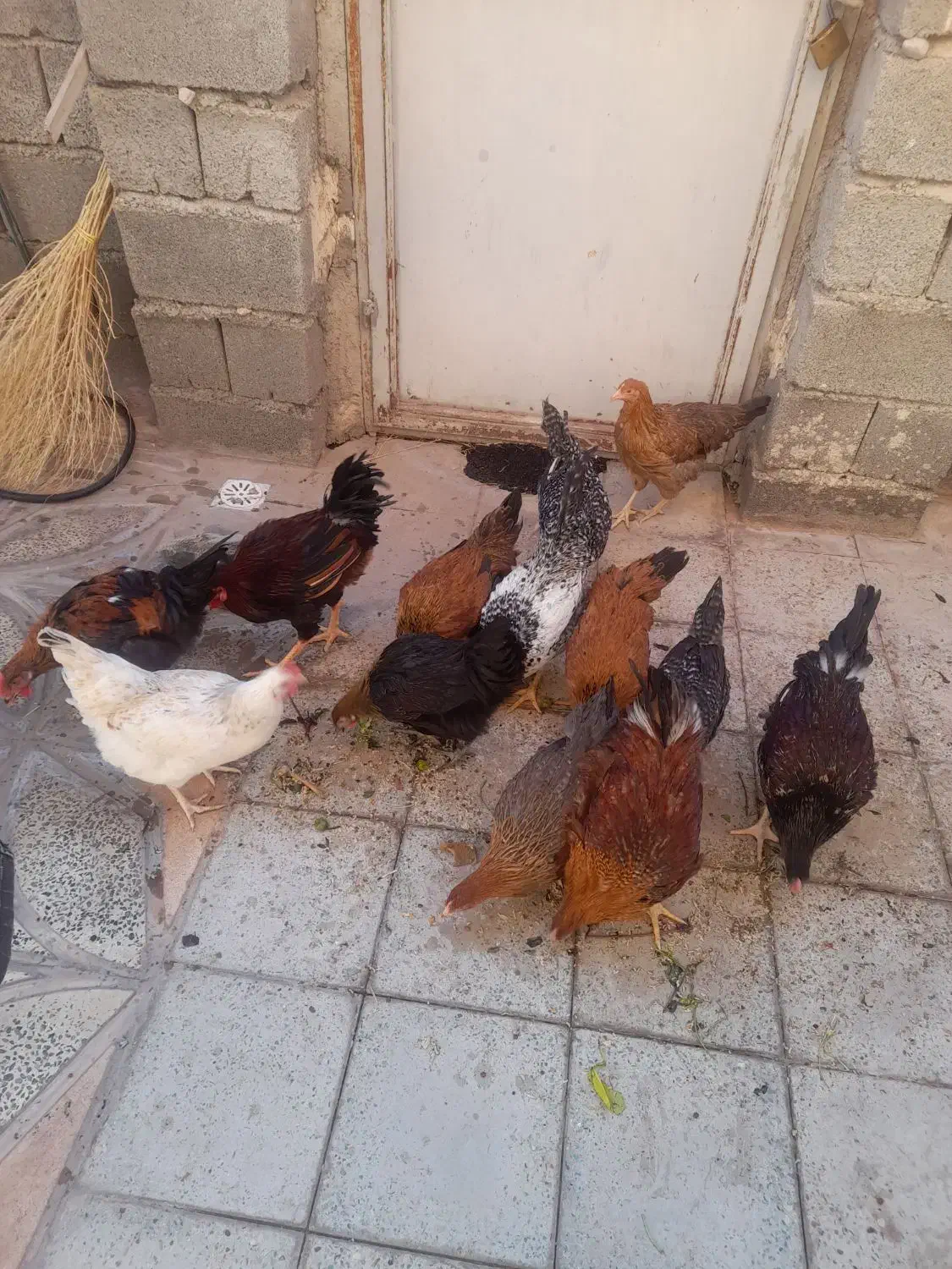 خروس|حیوانات مزرعه|شباب, |دیوار